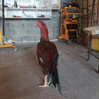 خروس لاری اصیل