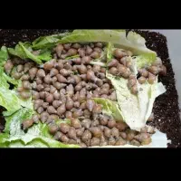 حلزون اچاتیا آلبینو