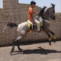 کره مادیان
