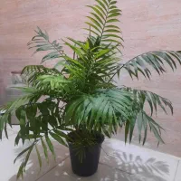 گل طبیعی آپارتمانی