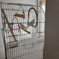 عروسی هلندی  با قفس