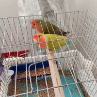 دوعدد طوطی برزیلی موولد|پرنده|ایوان, |دیوار