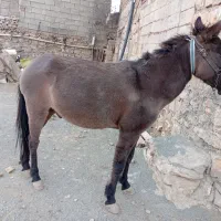 قاطر کاری باری ۶سال|حیوانات مزرعه|کامیاران, |دیوار