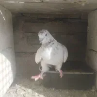 کفتر یا کیوتر