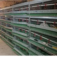 قفس بلدرچین تخمگذار|لوازم جانبی حیوانات|شوط, |دیوار