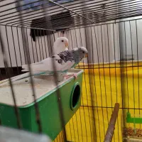 مرغ عشق آماده|پرنده|ابهر, |دیوار