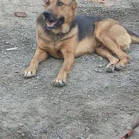 واگذاری توله ۴ماهه|سگ|مشهد, صیدآباد|دیوار