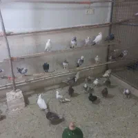 کبوتر زیبا
