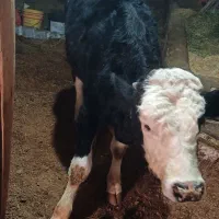 یک راس گوساله نر سیمینتال|حیوانات مزرعه|لیلان, |دیوار