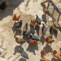 مرغ|حیوانات مزرعه|سربند, |دیوار