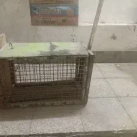 تله گربه گیر