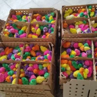 پخش جوجه رنگی|حیوانات مزرعه|گرگان, |دیوار