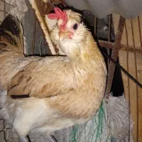 تخم مرغ|حیوانات مزرعه|شوشتر, |دیوار