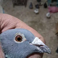 دوبر ماده|پرنده|اردبیل, |دیوار