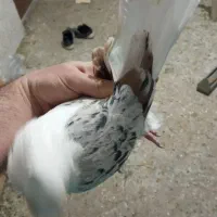 ۳تا نر|پرنده|خرمآباد, |دیوار