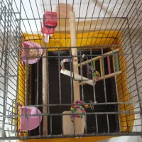 قفس بزرگ طوطی|لوازم جانبی حیوانات|رشت, باهنر|دیوار