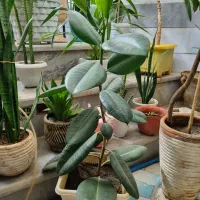 گل فیکوس و پاندانوس