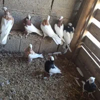 طوقی|پرنده|چهاربرج, |دیوار