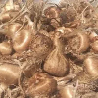 پیازچه زعفران
