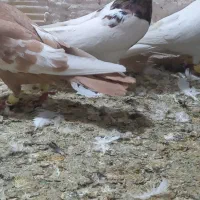 طوق هفرنگ نر