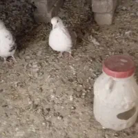 کبوتر  پشت دار