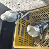 فروش تعدادی کبوتر