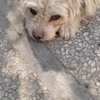 سگ شیتزو|سگ|مشهد, رضاییه|دیوار