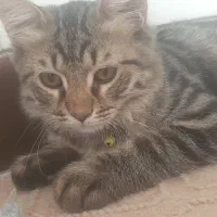 گربه اسکاتیش|گربه|قم, نوبهار|دیوار