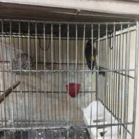 سره و عروس هلندی