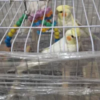 معاوضه عروس هلندی