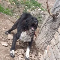 سگ میکس افغان قدرجانی