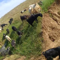 بز  و بزغاله داشتی جوان