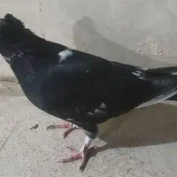 کفتر سوسکی|پرنده|اصفهان, منتظرالمهدی|دیوار