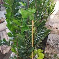 درختچه بونسای و زاموفیلیا|گل و گیاه طبیعی|کیش, |دیوار