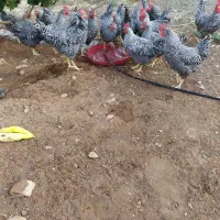 جوجه امروک|پرنده|روانسر, |دیوار