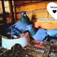 سبز آبادانی درجه یک