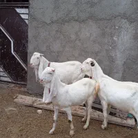 4تا بز گلابی جوان آبستن مایه دار|حیوانات مزرعه|بروجرد, |دیوار