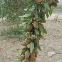 درخت بادام سوپرنوا ، نهال ،گلخانه نهالستان در مشهد|گل و گیاه طبیعی|مشهد, عبادی|دیوار