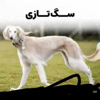 تازی شکاری فقط معاوضه بادوربین شکاری