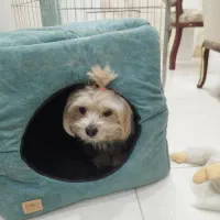 شیتزو تریر اصل