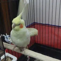 فوری فوری        عروس نر و ماده|پرنده|قم, کاسه گران|دیوار