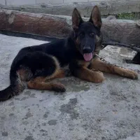 سگ بلک ژرمن