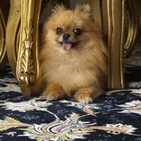 پامر خرسی پامراین شیتزو تریر چاواچاوا پودل