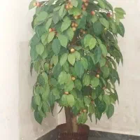 گلدون گیلاس با بارش رسیده