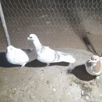 کبوتر|پرنده|اسفراین, |دیوار