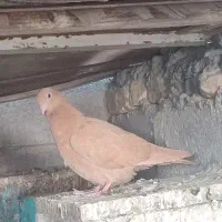 جوجه درجای زرد