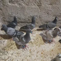 کبوتر ،جوجه مسافت بلند ۲۰۲۶|پرنده|شیروان (خراسان), |دیوار