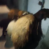 گوسفند‌وبره|حیوانات مزرعه|دهگلان, |دیوار