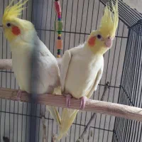 عروس هلندی