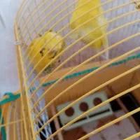 مرغ عشق پروانه هلندی